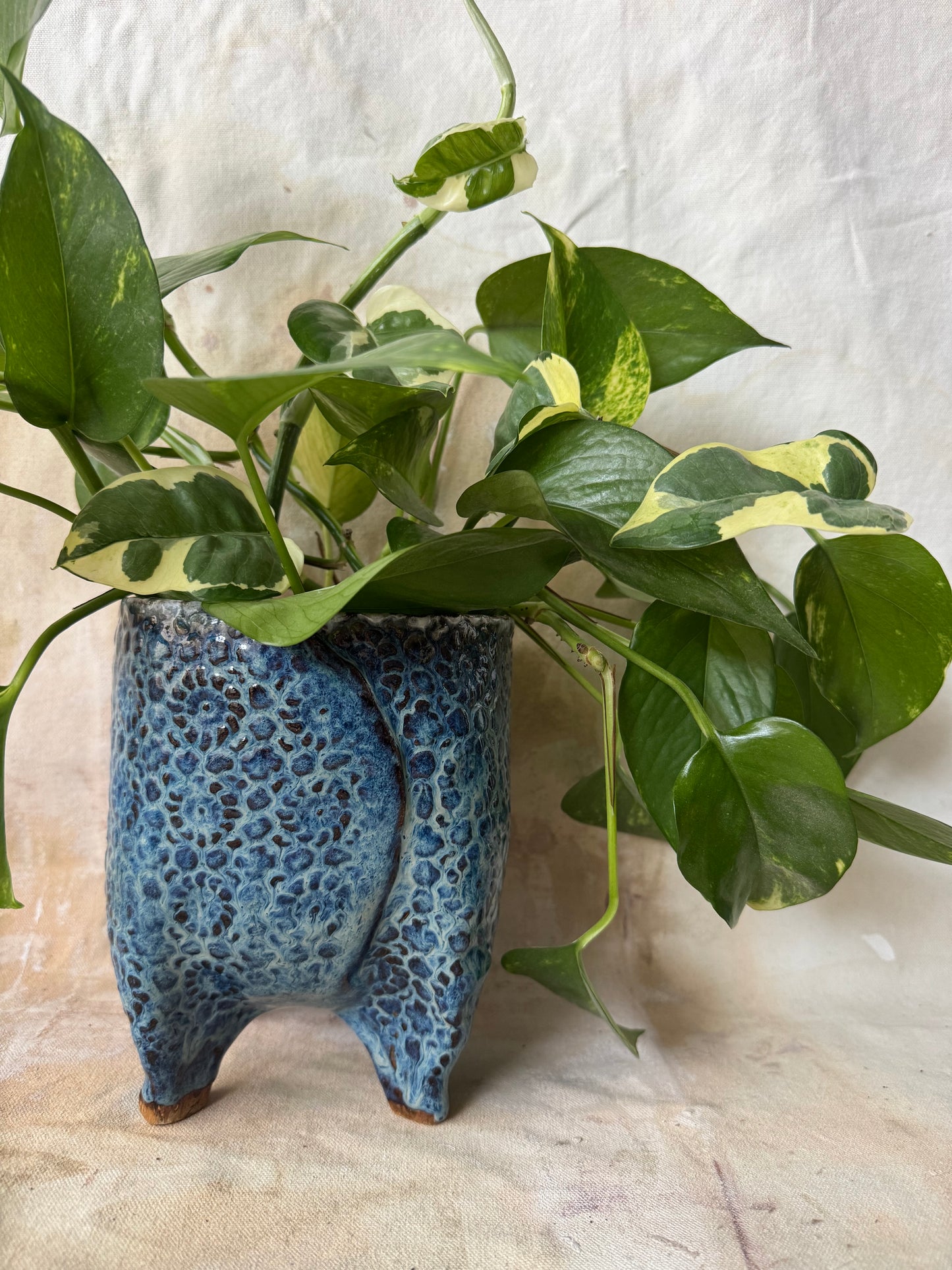 Blue Doily Planter